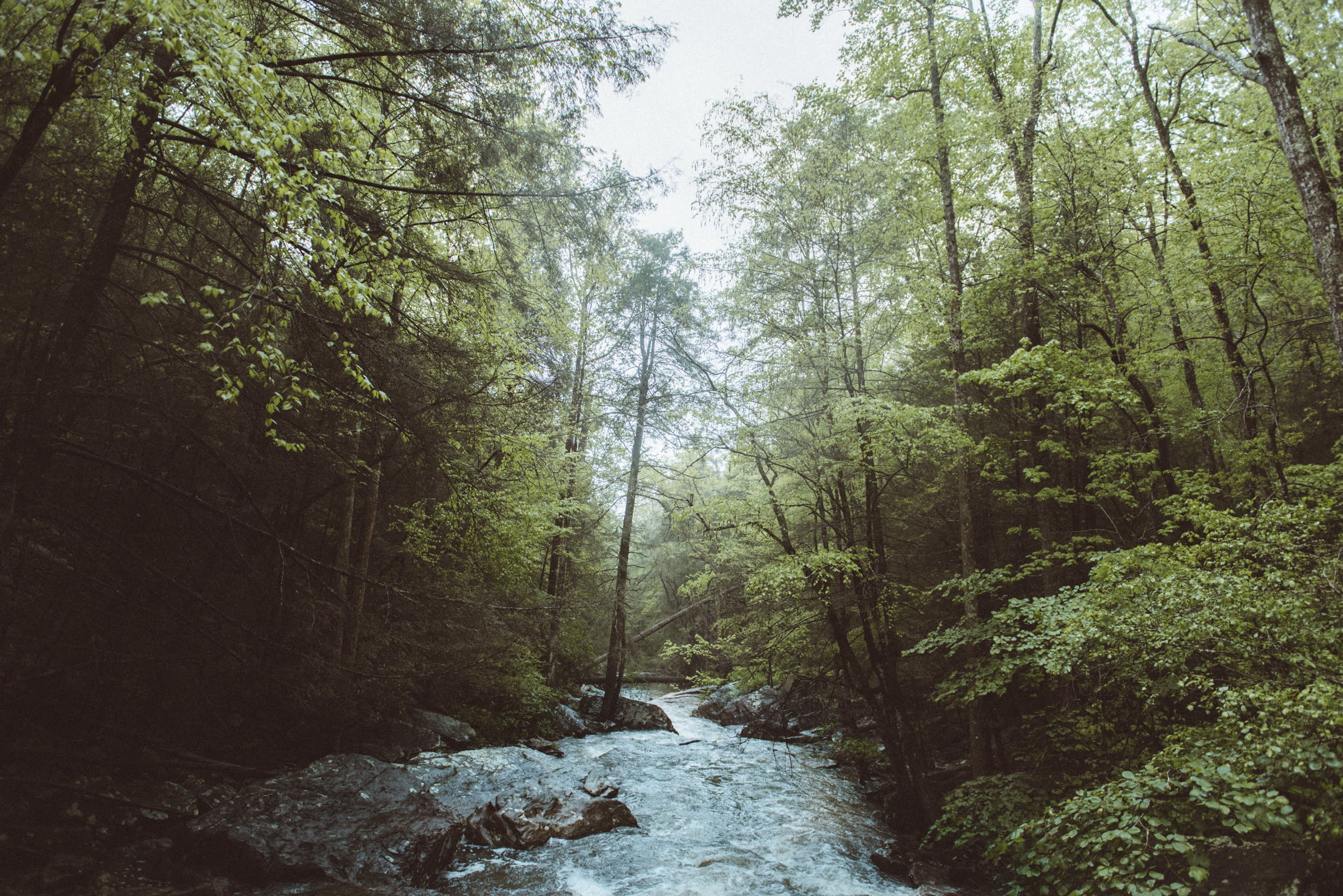 A quiet stream through the Tennessee woods near Signal Mountain